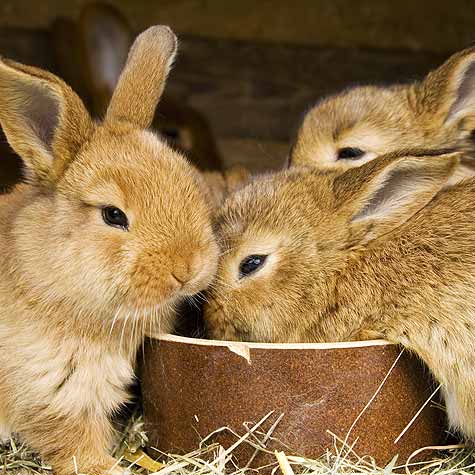 image of rabbits eating from a dish