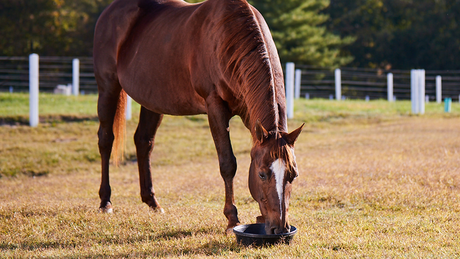 Image of a horse standing on grass and eating from a feed trough