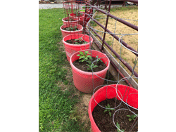 Purina Sustainability Contest PatriciaL