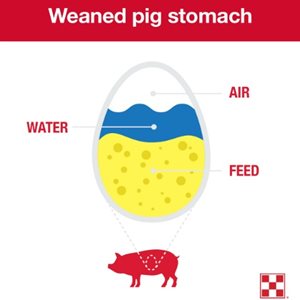 A weaned pig’s stomach is about the size of a large chicken egg. One ounce of that is available for feed and the remaining is reserved for air and water.
