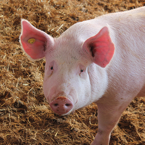 A single pig looking alert, with ears perked, facing forward.
