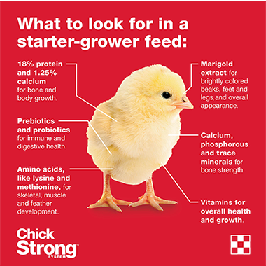 II. Factors to Consider When Watering Hens: