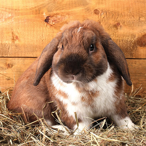 image of a rabbit in hay