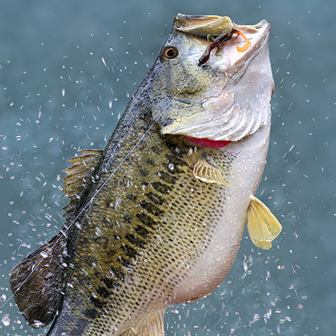 image of a fish on a line