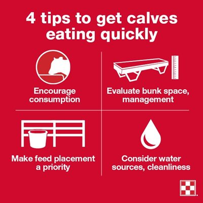 four tips to get calves eating quickly