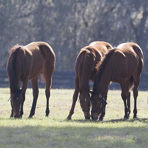image of three horses eating forage