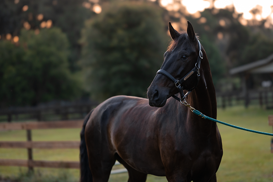 bay horse with a blue halter eating hay 