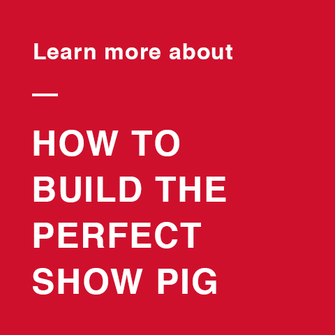 how to build the perfect show pig