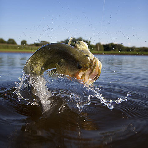 Image of large mouth bass in a pond
