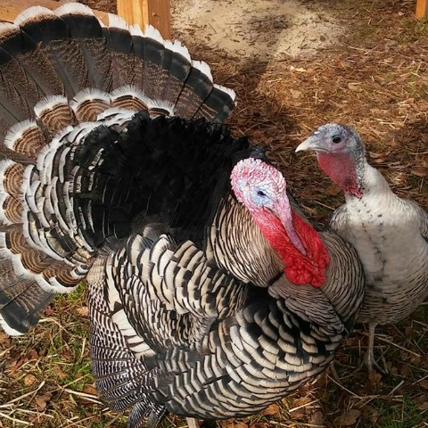 A male tom turkey stands next to a female hen turkey in a backyard coop. 