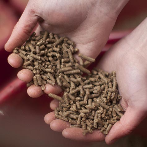 image of horse feed pellets