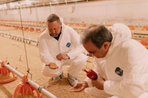 Two men kneel to inspect the quality of feed and litter in a poultry house
