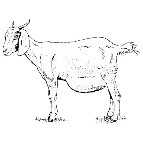 image of a sketched goat