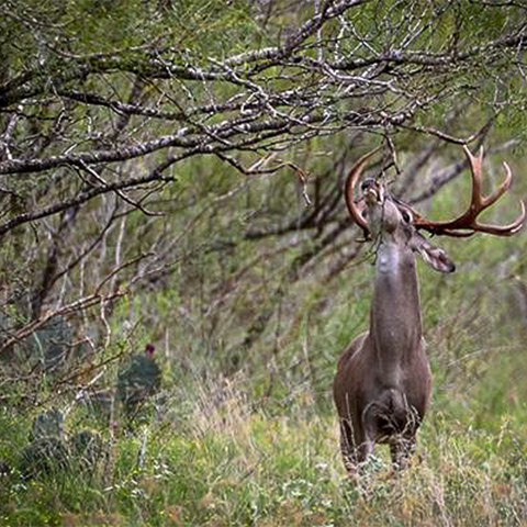 Balancing Deer Nutrition