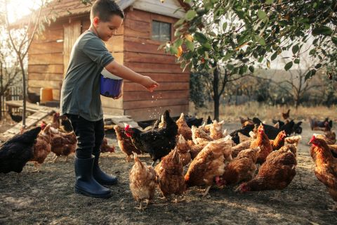 Image of boy feeding chickens in backyard