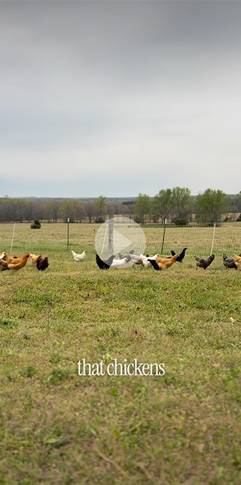 Image of chickens in a green yard