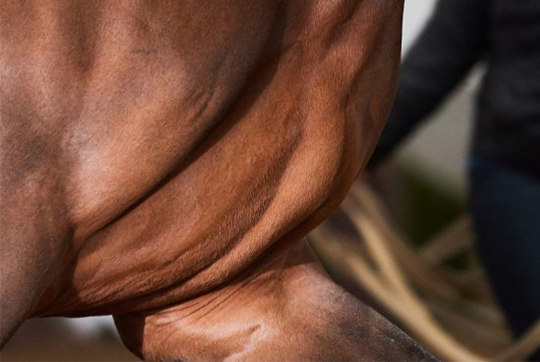 Image of brown horse