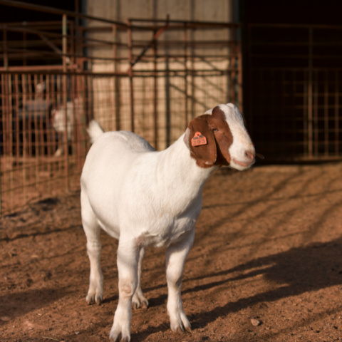 A Boer goat standing in a dirt lot.