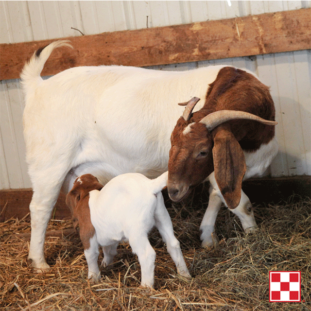 Goat with nursing kid