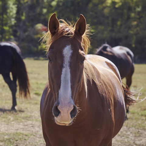 Senior horses’ aging immune systems can benefit from the Purina® ActivAge® prebiotic.