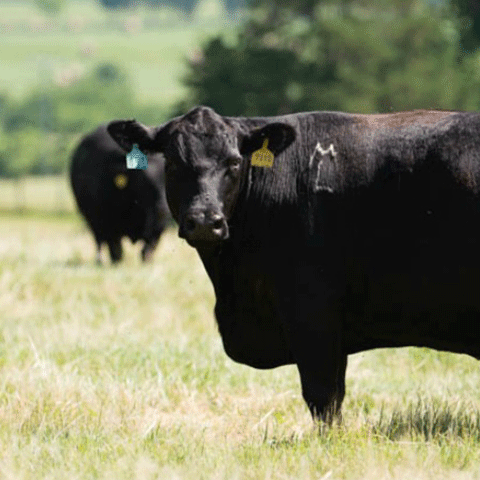 Black cow with yellow ear tag standing on grass.