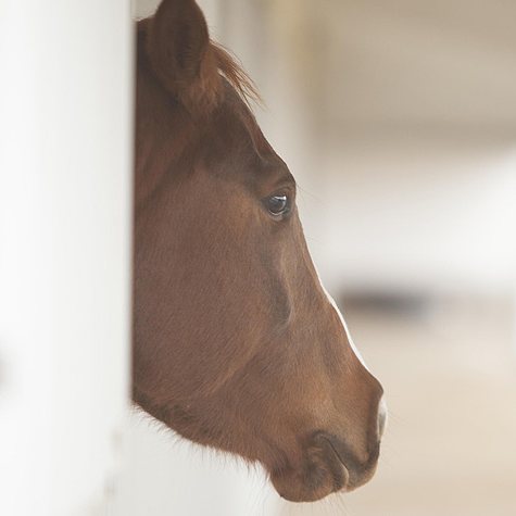 image of a horse's head