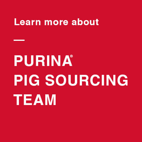 learn more about Purina Pig Sourcing