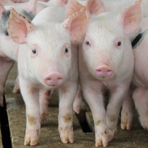 image of a phase-fed pig