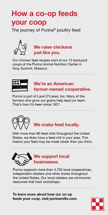 Infographic with steps of how Purina<sup>®</sup> Animal Nutrition makes chicken feed locally from the Purina farm to local mills and local retailers