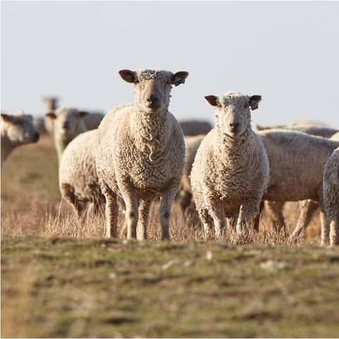 Two Southdown sheep stand in a grass pasture.