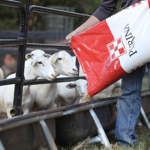Several white ewes standing along a fenceline watch as feed from a Purina sack is poured into a feed bunk by a producer. 