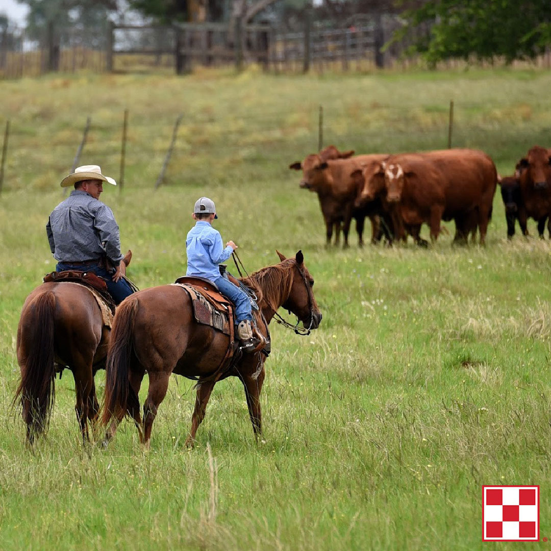 Purina Plus Cattle Program