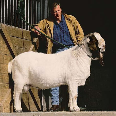 image of a goat and owner