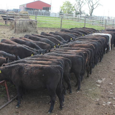 Herd of black calves and one white calf eating from a feedbunk line with hay bunks and a barn in the background. 