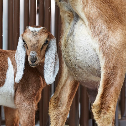 An Anglo-Nubian dairy goat doe udder with her kid goat by her side.