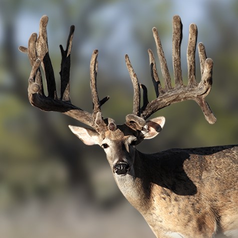 image of a trophy buck