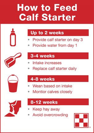 A quick easy guide on how to feed calf starter.