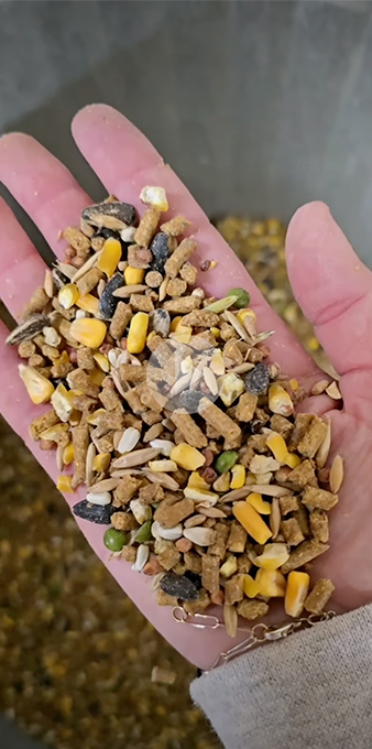Image of hand with Farm to Flock food in it.