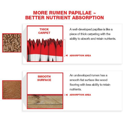 More rumen papillae means better nutrient absorption. Well-developed papillae are like thick carpet while underdeveloped papillae are like a smooth surface.