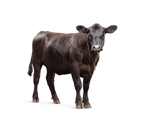 image of weaned calf