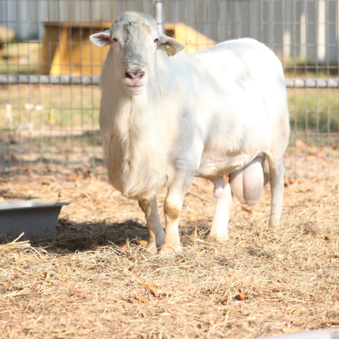 A white ram stands in a pen with straw on the ground