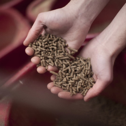 Pellet feed in hands being held over a bucket