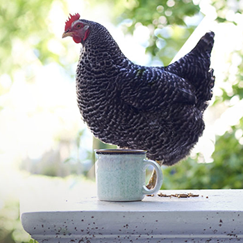 hen standing by a coffee cup