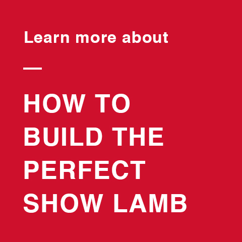 Learn more about how to build the perfect show lamb
