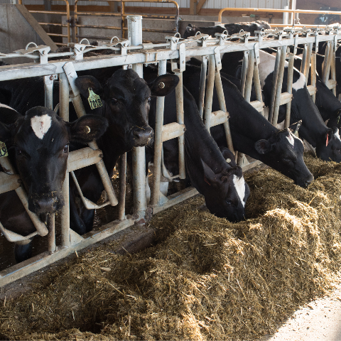 Image of Holsteins eating feed