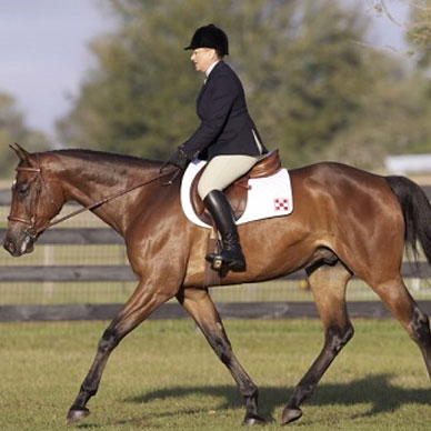 image of a professional rider on a horse