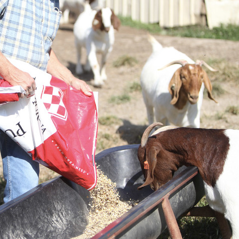A red and white Boer goat eats as feed from a Purina sack is poured into a feed bunk by a producer and two other red and white Boer goats approach.