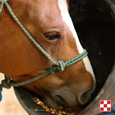 Learn how Purina delivers constant nutrition for your horse in every feed bag.
