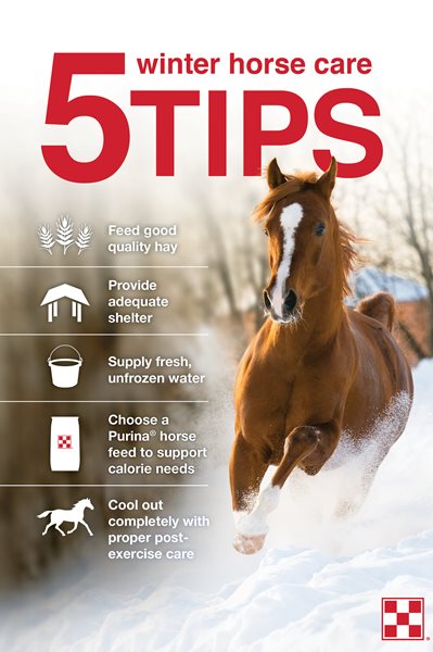 Photo of Arabian horse galloping through snow with five tips on caring for horses in winter on hay, shelter, water, feed and exercise.