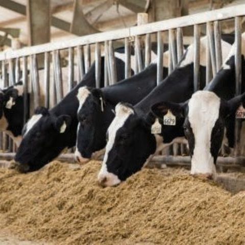 image of dairy cows 